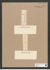 Synedra communata Grun. (de-Toni-Nr.: Genus 66, Species 2664) Zeichnungen Sammlung Grunow Nr. 5371 (NHMW-BOT-W0373790)